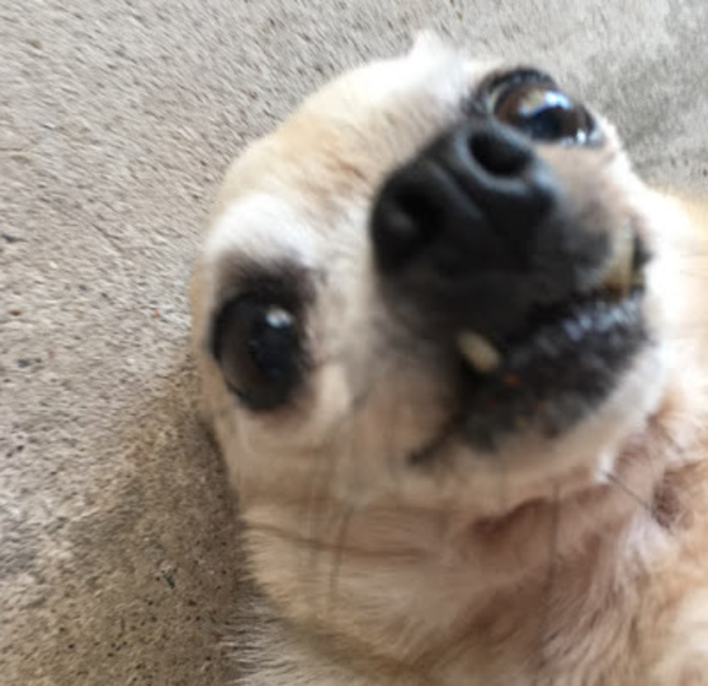 Meet your Posher, Krystal